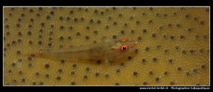 Little Goby on a soft Coral... :O)... by Michel Lonfat 